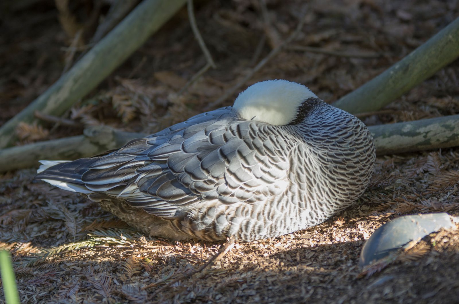 San Diego Zoo Part I 079